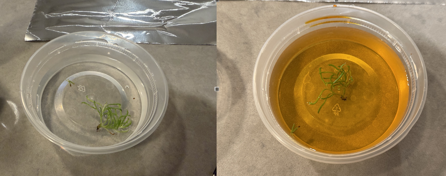 The plantlets soaking in a dish of plain water (left) and then in a dilute, amber-colored povidone iodine antifungal solution (right).