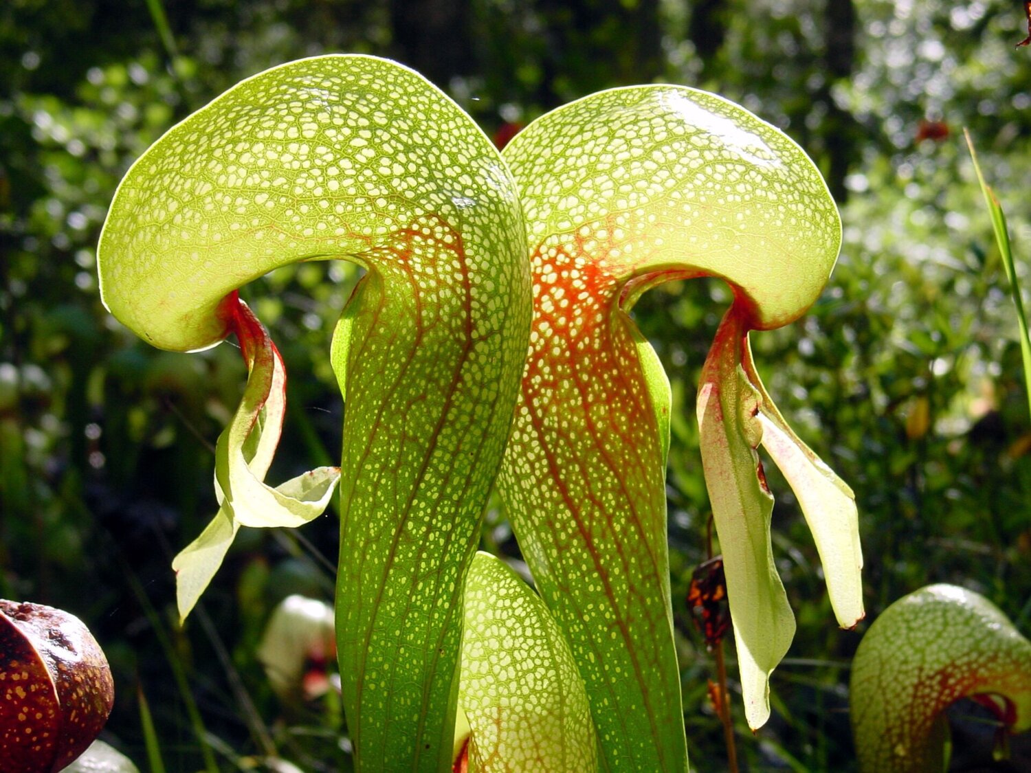 A cluster of cobra lily (Darlingtonia californica) pitchers with their translucent hooded tops and forked, fang-like appendages.