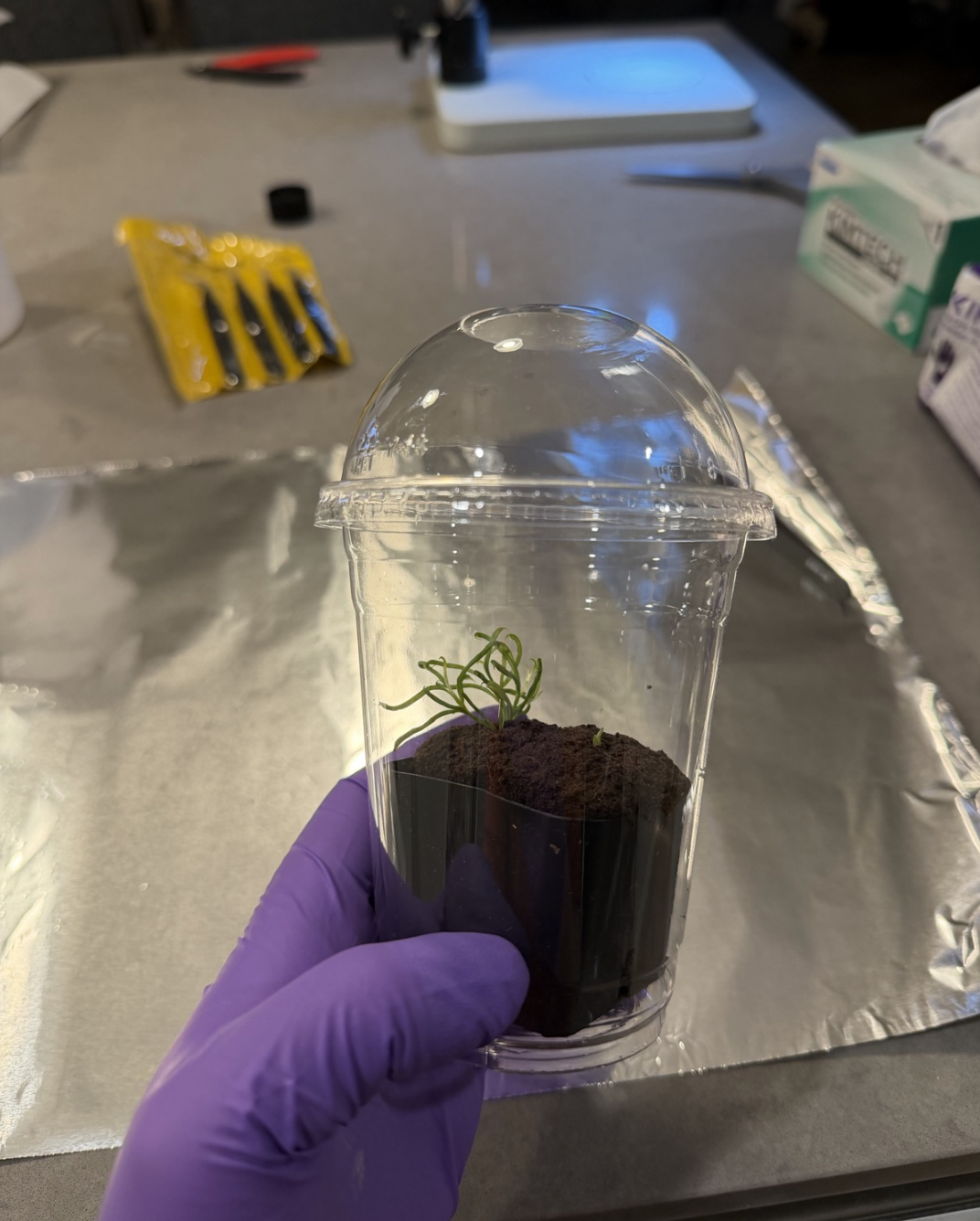 A deflasked cobra lily planted in a brownie plug inside a 2 inch nursery pot, set in a clear domed cup to hold in humidity.