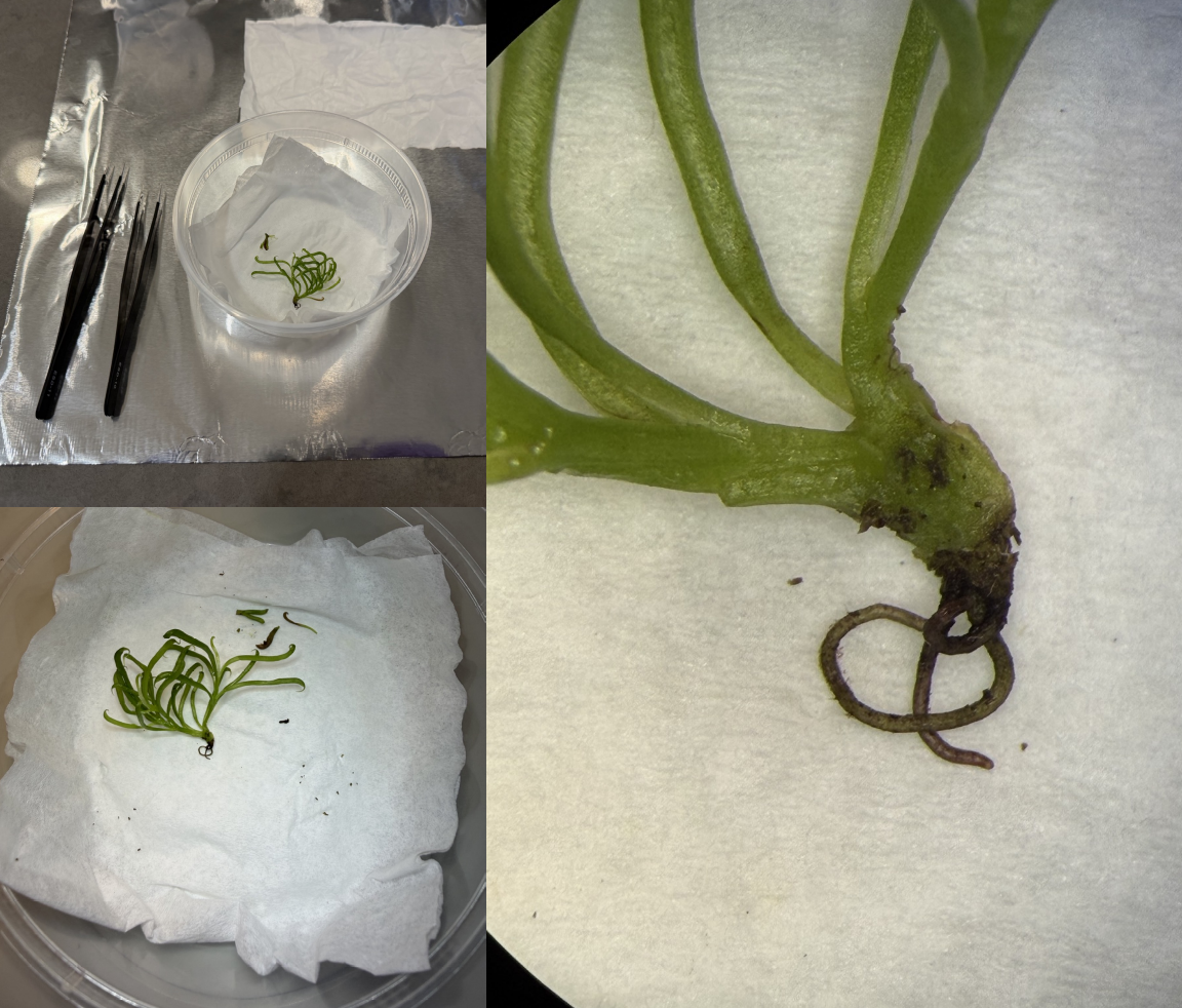 Cleaning dead tissue from the plantlet under a microscope, with a close-up of the cleaned green stems and pale roots.