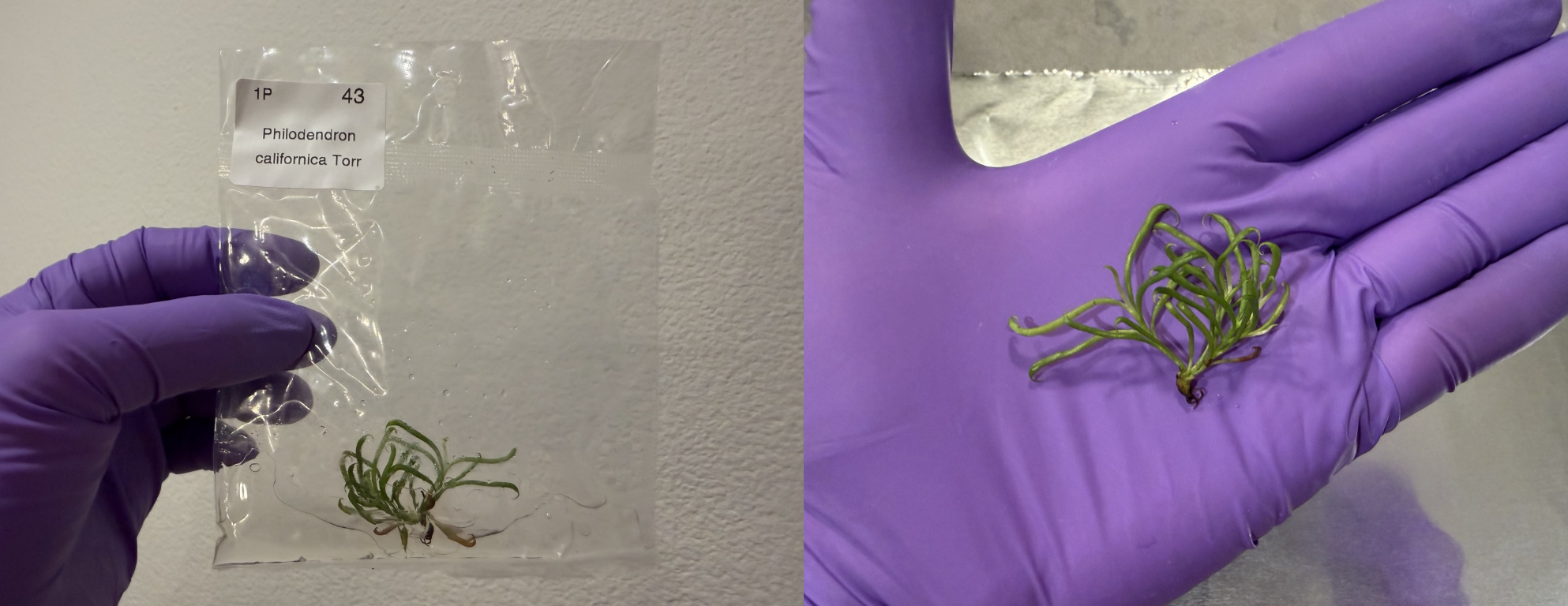 The cobra lily tissue culture removed from its labeled bag, with a gloved hand holding the larger pale-green plantlet and its tangled roots.